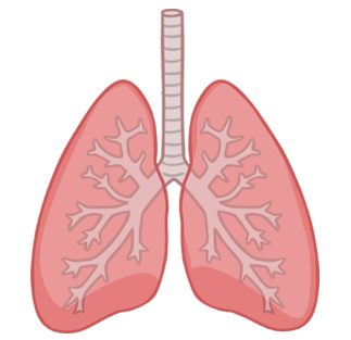 Breathing and Gas Exchange